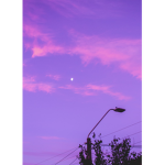 Danna purples