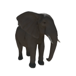 Elephant On Head