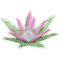 Protea produce