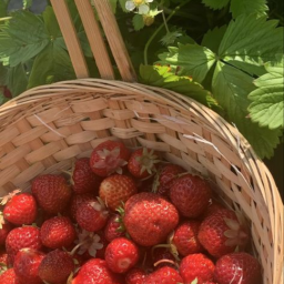 ꒰🍓꒱