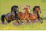 Pony riding academy!
