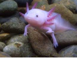 Axolotl Awareness Foundation