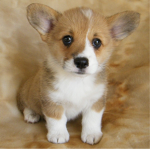 #Corgi Fans Only#