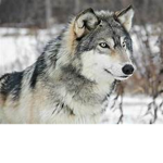W o l f pack 15