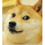 The doge world and kingdom