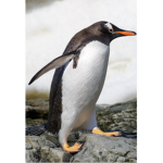 Penguin best