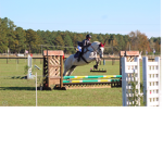 Horse lovers!!!