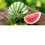 MelonEngine