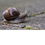 Snail Cult!!!