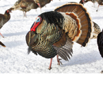 The Turkeys rule Roblox