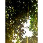 A's fs
