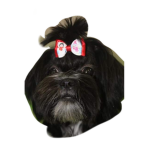XD LUNA