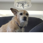 EVERYONE THIS IS MY DOG