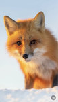 Foxy_Renard