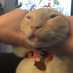 Cat Town Empire