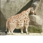 Giraffe man, and his troops