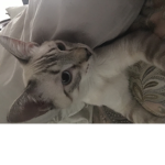 CAAAAAAATTTTTTTTTTSSSSSS