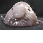 The Blobfish!