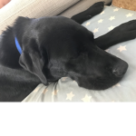 Braxmcbear