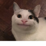 Beluga cats meme