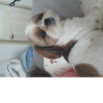 코코 군단