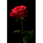 RoSe | Roblox Security