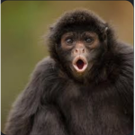 MONKEYs oaoaoa