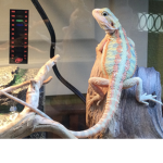The Bearded Dragons!