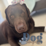 DogAngels