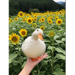 Sunflower Ducks
