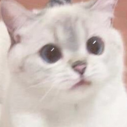 neko
