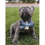 French bulldog group