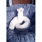 Elysi