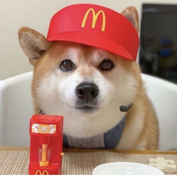 DOGE DONALDS!!