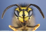 Wasp Fans