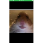 Nick amazing hamster group