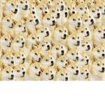 Domain of Doges