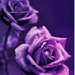 purple_blossoms