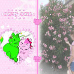 sugar bunnie