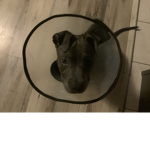Dogs only!!:D I give out robux
