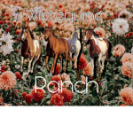 Wild Equine Ranch
