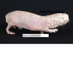 Mole Rat appreciation group (MRAG)