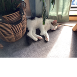 The cat c1ub