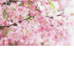 It’s blossoms