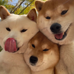 doge club lol (read description)