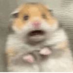 $Cheese