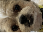 •-doggies-•