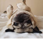 The party pug