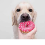 Donut and dogs hangout