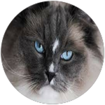 caption=Badge